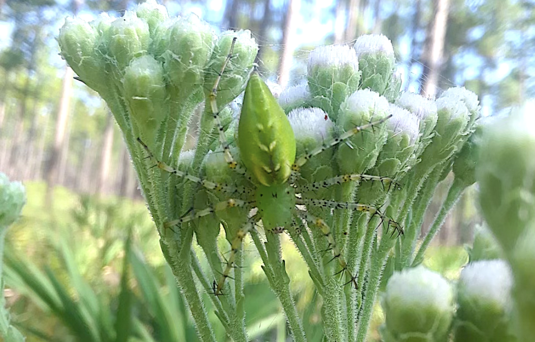 Longleaf Pine Savannas: Fall Flower Walk